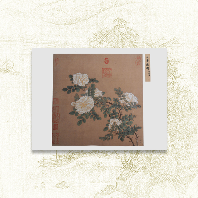 白蔷薇图  单片